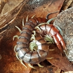 Cormocephalus sp.(genus) (Scolopendrid Centipede) at Watson, ACT - 18 Aug 2020 by tpreston