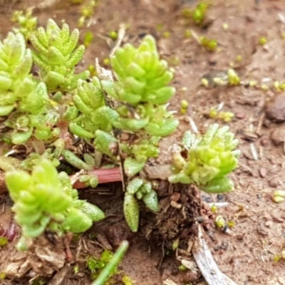 Crassula sieberiana (Austral Stonecrop) at Watson Woodlands - 18 Aug 2020 by tpreston