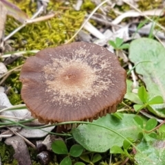Unidentified Cap on a stem; gills below cap [mushrooms or mushroom-like] at Watson, ACT - 18 Aug 2020 by tpreston