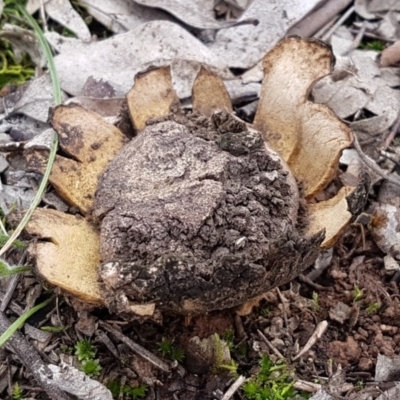 Scleroderma sp. (Scleroderma) at Watson Woodlands - 18 Aug 2020 by trevorpreston