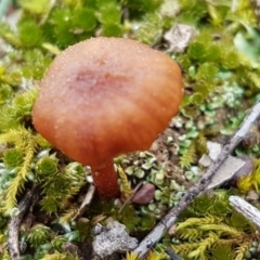 Laccaria sp. (Laccaria) at Watson, ACT - 18 Aug 2020 by trevorpreston