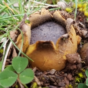 Scleroderma sp. at Watson, ACT - 18 Aug 2020