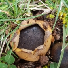 Scleroderma sp. at Watson, ACT - 18 Aug 2020