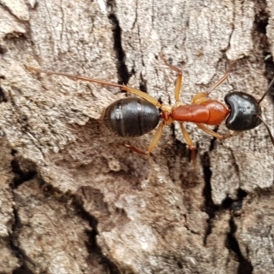 Camponotus nigriceps (Black-headed sugar ant) at Watson, ACT - 18 Aug 2020 by tpreston