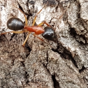 Camponotus nigriceps at Watson, ACT - 18 Aug 2020