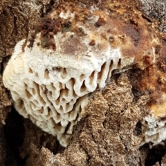 Hexagonia vesparia (Wasp Nest Polypore) at Watson, ACT - 18 Aug 2020 by trevorpreston