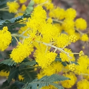 Acacia baileyana at Watson, ACT - 18 Aug 2020 01:21 PM