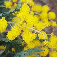 Acacia baileyana (Cootamundra Wattle, Golden Mimosa) at Watson, ACT - 18 Aug 2020 by tpreston