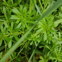 Galium aparine (Goosegrass, Cleavers) at Watson Woodlands - 18 Aug 2020 by trevorpreston