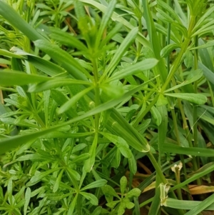 Galium aparine at Watson, ACT - 18 Aug 2020