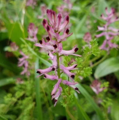 Fumaria bastardii (Bastard Fumitory) at Watson Woodlands - 18 Aug 2020 by trevorpreston