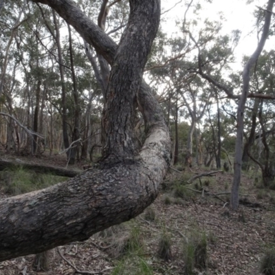 Eucalyptus (genus) (A Gum Tree) at Carwoola, NSW - 16 Aug 2020 by AndyRussell