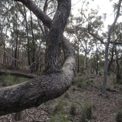 Eucalyptus sp. (A Gum Tree) at QPRC LGA - 16 Aug 2020 by AndyRussell