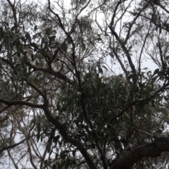 Eucalyptus (genus) at Carwoola, NSW - 16 Aug 2020 03:39 PM