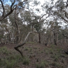 Eucalyptus (genus) at Carwoola, NSW - 16 Aug 2020 03:39 PM