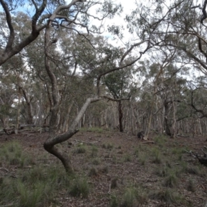 Eucalyptus sp. at Carwoola, NSW - 16 Aug 2020