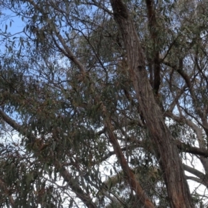 Eucalyptus macrorhyncha at Carwoola, NSW - 16 Aug 2020