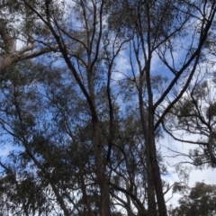 Eucalyptus macrorhyncha at Carwoola, NSW - 16 Aug 2020