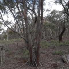 Eucalyptus macrorhyncha at Carwoola, NSW - 16 Aug 2020