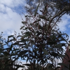 Eucalyptus mannifera (Brittle Gum) at Carwoola, NSW - 16 Aug 2020 by AndyRussell