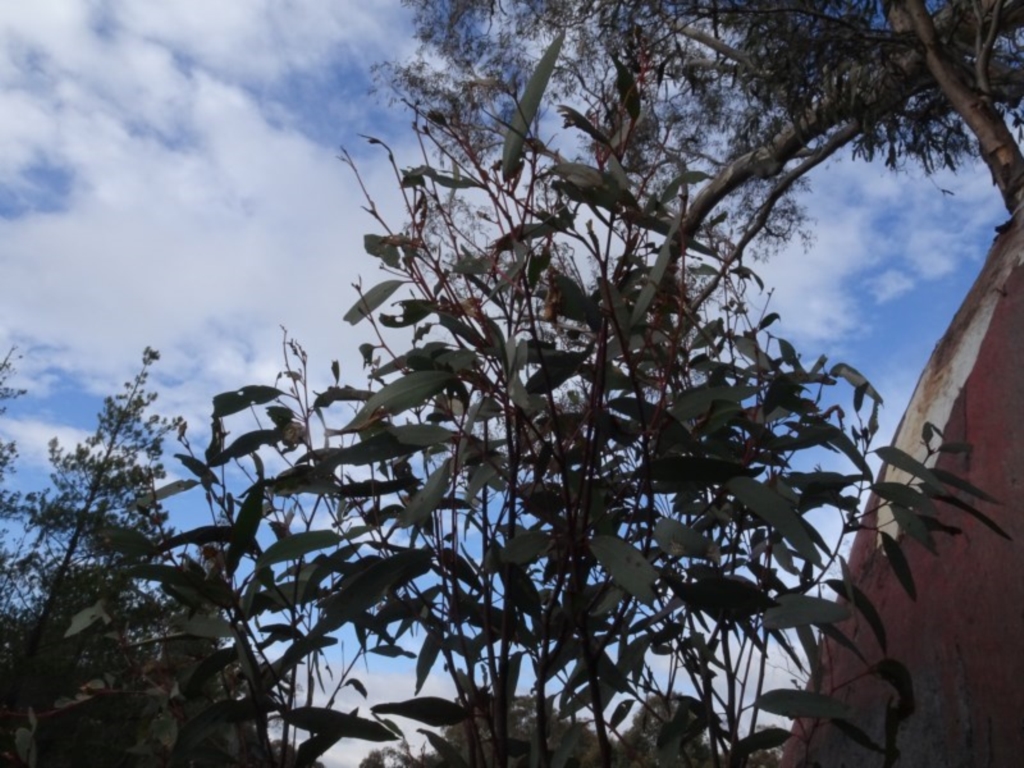 Eucalyptus mannifera at Carwoola, NSW - 16 Aug 2020