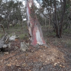 Eucalyptus mannifera at Carwoola, NSW - 16 Aug 2020