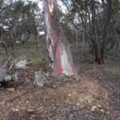 Eucalyptus mannifera at Carwoola, NSW - 16 Aug 2020 03:35 PM