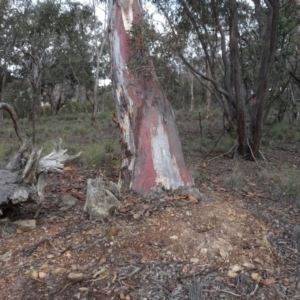 Eucalyptus mannifera at Carwoola, NSW - 16 Aug 2020 03:35 PM