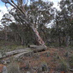 Eucalyptus mannifera at Carwoola, NSW - 16 Aug 2020 03:35 PM