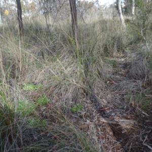 Rytidosperma pallidum at Carwoola, NSW - 16 Aug 2020