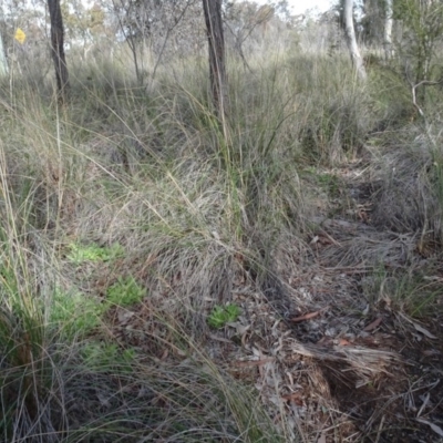 Rytidosperma pallidum (Red-anther Wallaby Grass) at Carwoola, NSW - 16 Aug 2020 by AndyRussell