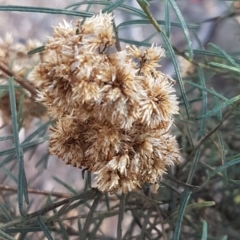 Cassinia quinquefaria (Rosemary Cassinia) at O'Connor, ACT - 18 Aug 2020 by trevorpreston