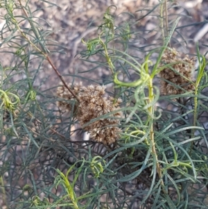 Cassinia quinquefaria at O'Connor, ACT - 18 Aug 2020