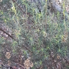 Cassinia quinquefaria at O'Connor, ACT - 18 Aug 2020