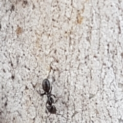 Anonychomyrma sp. (genus) (Black Cocktail Ant) at O'Connor, ACT - 18 Aug 2020 by trevorpreston
