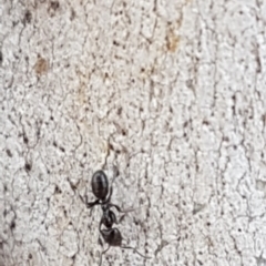 Anonychomyrma sp. (genus) (Black Cocktail Ant) at Bruce Ridge - 18 Aug 2020 by trevorpreston