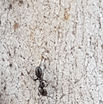 Anonychomyrma sp. (genus) (Black Cocktail Ant) at O'Connor, ACT - 18 Aug 2020 by tpreston