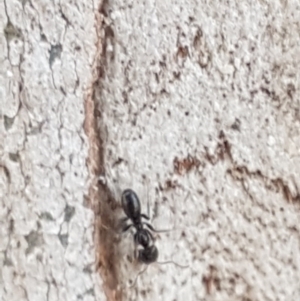 Anonychomyrma sp. (genus) at O'Connor, ACT - 18 Aug 2020