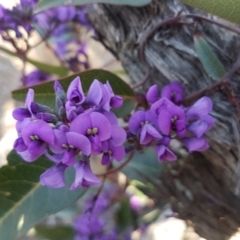 Hardenbergia violacea (False Sarsaparilla) at O'Connor, ACT - 18 Aug 2020 by trevorpreston