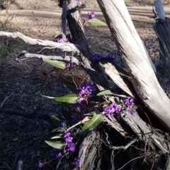 Hardenbergia violacea at O'Connor, ACT - 18 Aug 2020