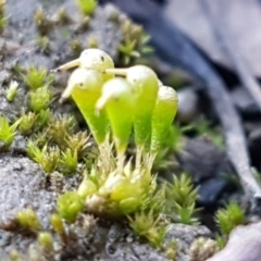 Entosthodon sp. at O'Connor, ACT - 18 Aug 2020 by trevorpreston