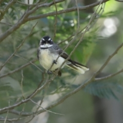 Rhipidura albiscapa (Grey Fantail) at Yarrow, NSW - 17 Aug 2020 by RodDeb