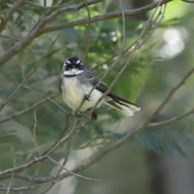 Rhipidura albiscapa (Grey Fantail) at Googong Foreshore - 17 Aug 2020 by RodDeb