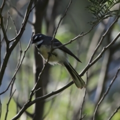 Rhipidura albiscapa at Yarrow, NSW - 17 Aug 2020