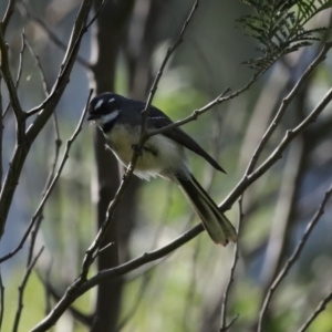 Rhipidura albiscapa at Yarrow, NSW - 17 Aug 2020 12:58 PM