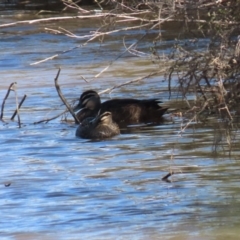 Anas superciliosa (Pacific Black Duck) at QPRC LGA - 17 Aug 2020 by RodDeb