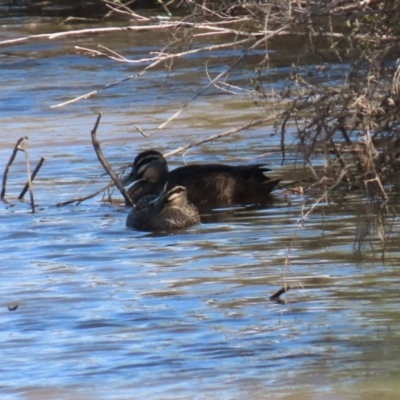 Anas superciliosa (Pacific Black Duck) at Googong Foreshore - 17 Aug 2020 by RodDeb