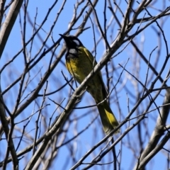 Nesoptilotis leucotis (White-eared Honeyeater) at Yarrow, NSW - 17 Aug 2020 by RodDeb