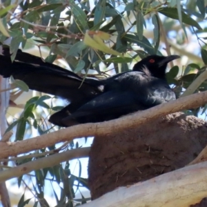 Corcorax melanorhamphos at Yarrow, NSW - 17 Aug 2020