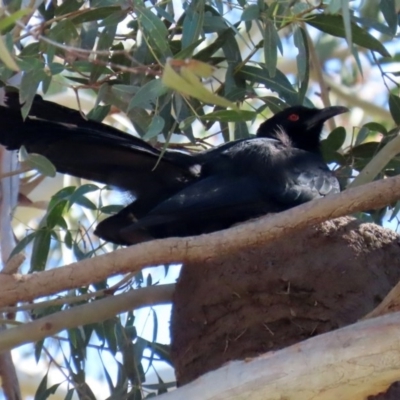 Corcorax melanorhamphos (White-winged Chough) at Googong Foreshore - 17 Aug 2020 by RodDeb